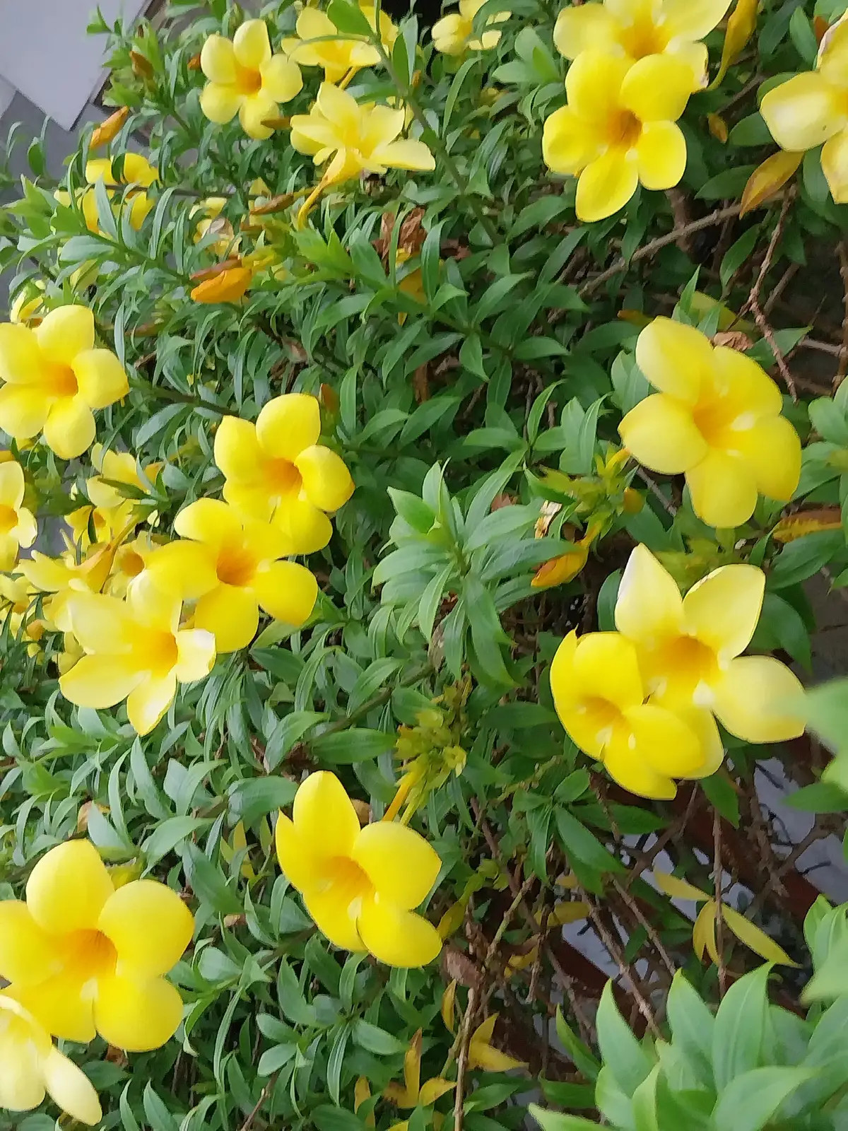 yellow bells flowers #everyone 