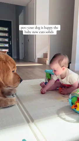 he is a professional #dogsoftiktok #goldenretriever #dogandbabies 