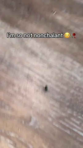 Scrubbed my hands good after this🫡 #fly #dog #dogsoftiktok #scared #scream #fyp #fypシ #flys 