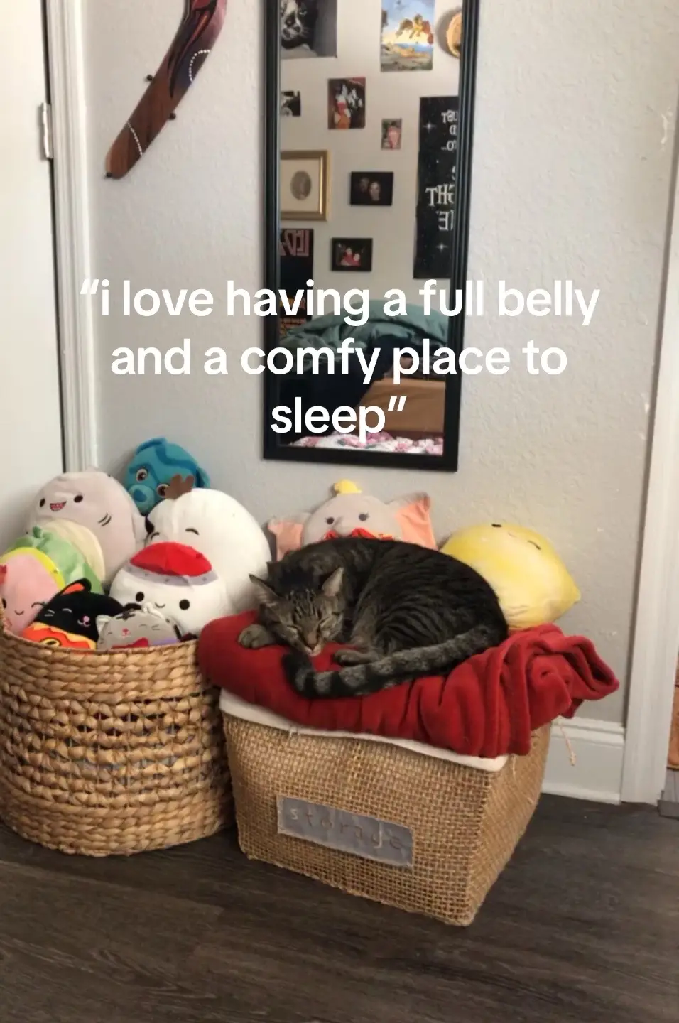 #transition#cat#cats#fyp#trend