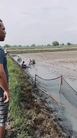 CEK PEKERJAAN TAMBAK #fypage #fypシ゚viral  #petambaksukses #petambakmuda #gresik  #sidoarjo #nila #bandeng  #capcutamor #UDANG 