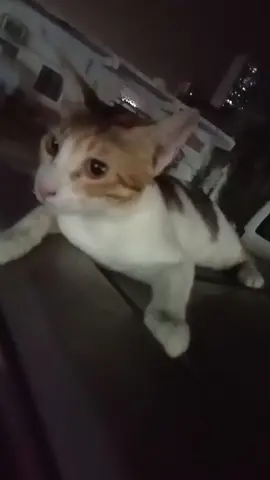 Purai cuter dibba 🥰🥰
