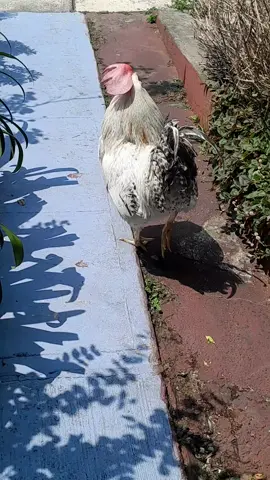 el pollo desperto y salio afuera pero esta vez no salio al jardin y se siguio derecho hacia la calle oyendo Metallica. #metallica #thrashmetal #metallicafan #jameshetfield #larsulrich #kirkhammett #roberttrujillo #cliffburton #jasonnewsted #metal #metalmusic #rock #80s  #guitar #🎸 #pollo #fyp #parati 