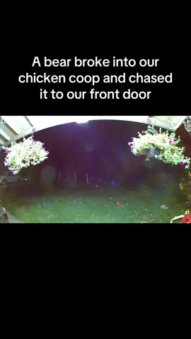 Listen for my husband at the end trying to scare it away. #bears #blackbear #bearvideos #bearweek #bearsoftiktok #viral #viralvideo #pugsoftiktok #puglife #pugpuppy 