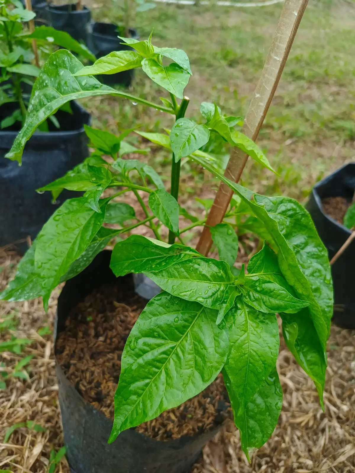 setelah potong pucuk, batang cabang langsung bnyak. ini resepku #petanimuda #petanimilenial  #petanicabai  #caberawit #kebun cabai polibag  #cabepolybag 