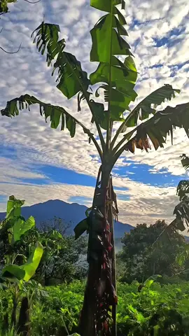 belakang rumah Dengan view gede dan salak 