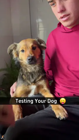 Testing Your Dog😅😂#Tatcha #cutedog #cute #funny #usa🇺🇸 