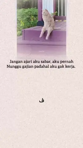 #laguarab #arabicsong #kucing 