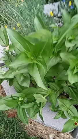 Sheesh.dem 4oclocks hittin. #fypシ #garden #foryourpage #blackgardenerstiktok #blackgardener #gardener #blackman #gardening #4oclocksplamt #flower #tiktok 