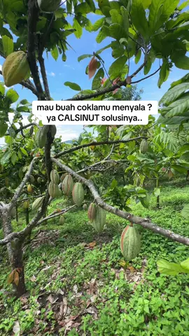 kuyy!! CO dan buktikan sendiri..  ga menyala uang kembali🫵🔥 hasil pake calsinut 👉@pren99  #petaniindonesia🇮🇩🇮🇩🇮🇩🌿🌿 #satisfying #trending #xybca #fypシ゚viral #ASMR #pren99 