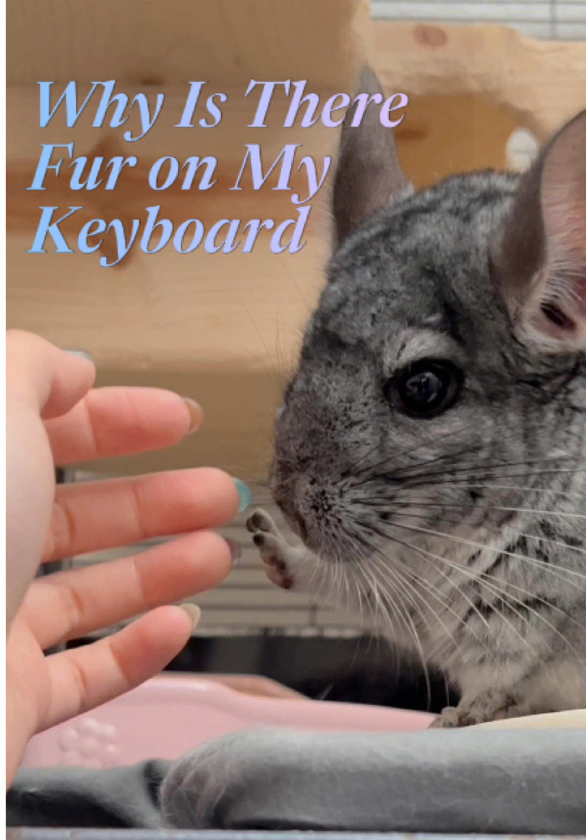 It’s shedding season, and my home is now 40% chinchilla, 60% airborne fur. Most shedding is seasonal… Some? Pure emotional damage. Fights. Jump scares. Unauthorized pick-ups. The carpet always loses. Don’t stress your chinchilla — their coat isn’t the only thing that’s sensitive. #chinchillas #petcare #smallanimals #fy #fluffapproved 