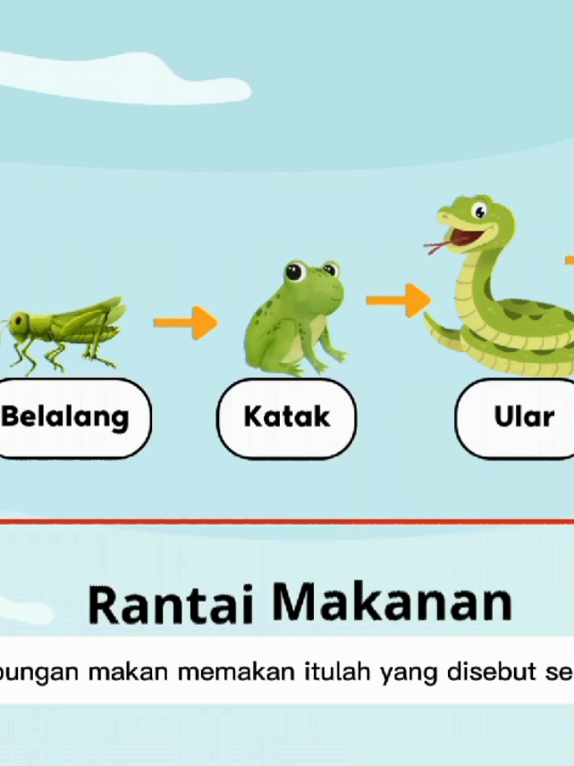Belajar bareng dinu yukkk. Kali ini kita belajar tentang rantai makanan, tonton sampai selesai #rantaimakanan #ipa #sd #belajar #pembelajaran #fyp #fypシ #sekolah 