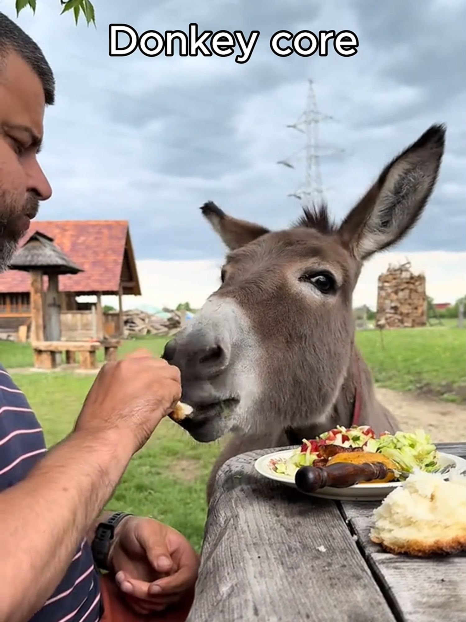 Donkey core 🫏 | #donkey #donkeys #donkeysoftiktok #donkeycore #core #animalcore #funnyanimals #cuteanimals #fyp #animalcorecreator