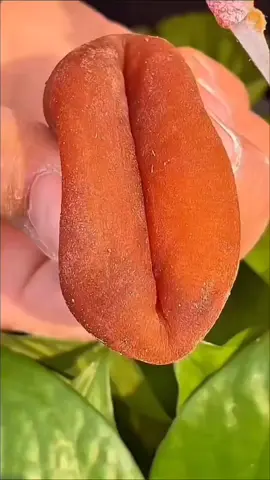 #papaya #medicine #fyp #viral 