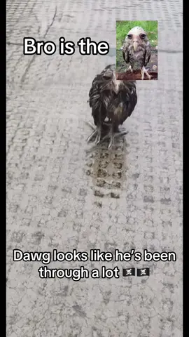 Ain’t no way 🥹 #owl #cute #funny #meme #brainrot #viral #foryoupage #fyp 