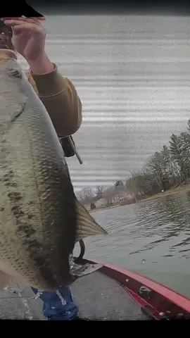 Yup #glidebait#largemouthbass #swimbait #topwater 