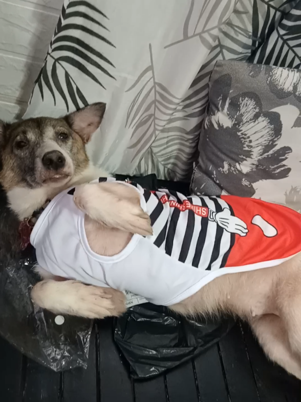 gandara naman ng lablab ko sa new dress niya😍feel na feel❤️ #Petfashion  #petfashioncat /dog #springsummercotton  #clothespetclothes  #veatbreathable 