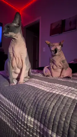 Subtle foreshadowing #subtleforshadowing #sphynx #sphynxcat #catfight #viral #trending 