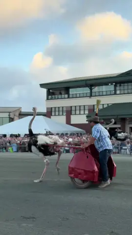 another great night for camel and ostrich races!! #ocmd #oceandowns #harnessracing #camel #ostrich #racetrack #fyp