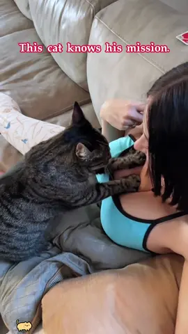 Cats like pretty girls too.#foryou #funnyvideos #fyp #cat #catsoftiktok 