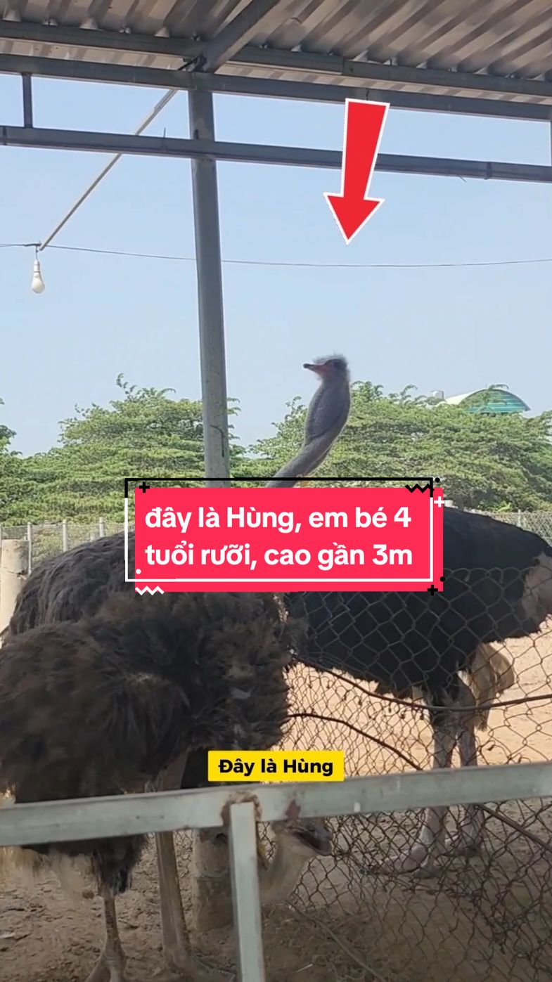 Đây là Hùng, em bé 4 tuổi rưỡi, cao sương sương 3 m nặng khoảng 140kg biết hát múa m, hiền lành và vô tri #congiong #dadieu #cungcapcongiong #hatanky #hatankydadieu #anhhungdadieu 