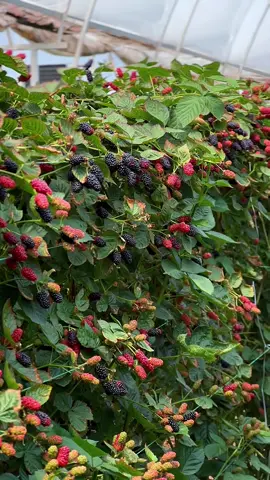 🧑🏻‍🌾👩🏻‍🌾 black raspberry #top #fruit #vitamin 