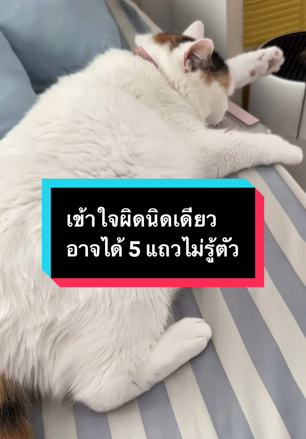 บอกดีๆ ก็ด้ายย🥹 #มูมินแมวเหนียง #แมว #แมวน่ารัก #สวนสัตว์tiktok #cat #catsoftiktok 