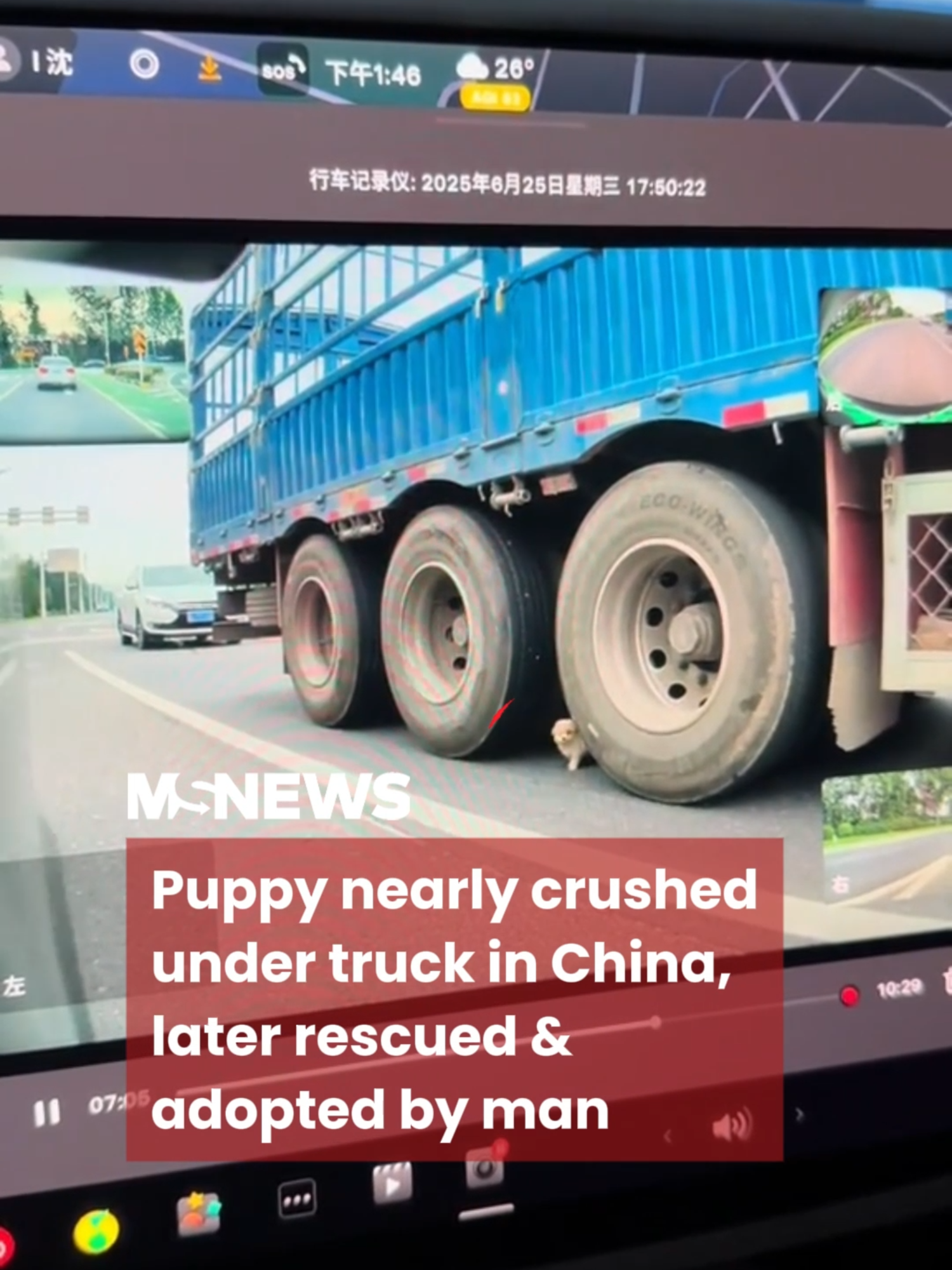 The puppy has been confirmed to be in good health 🐶🐾#mustsharenews #sgfyp #dogsoftiktok #china