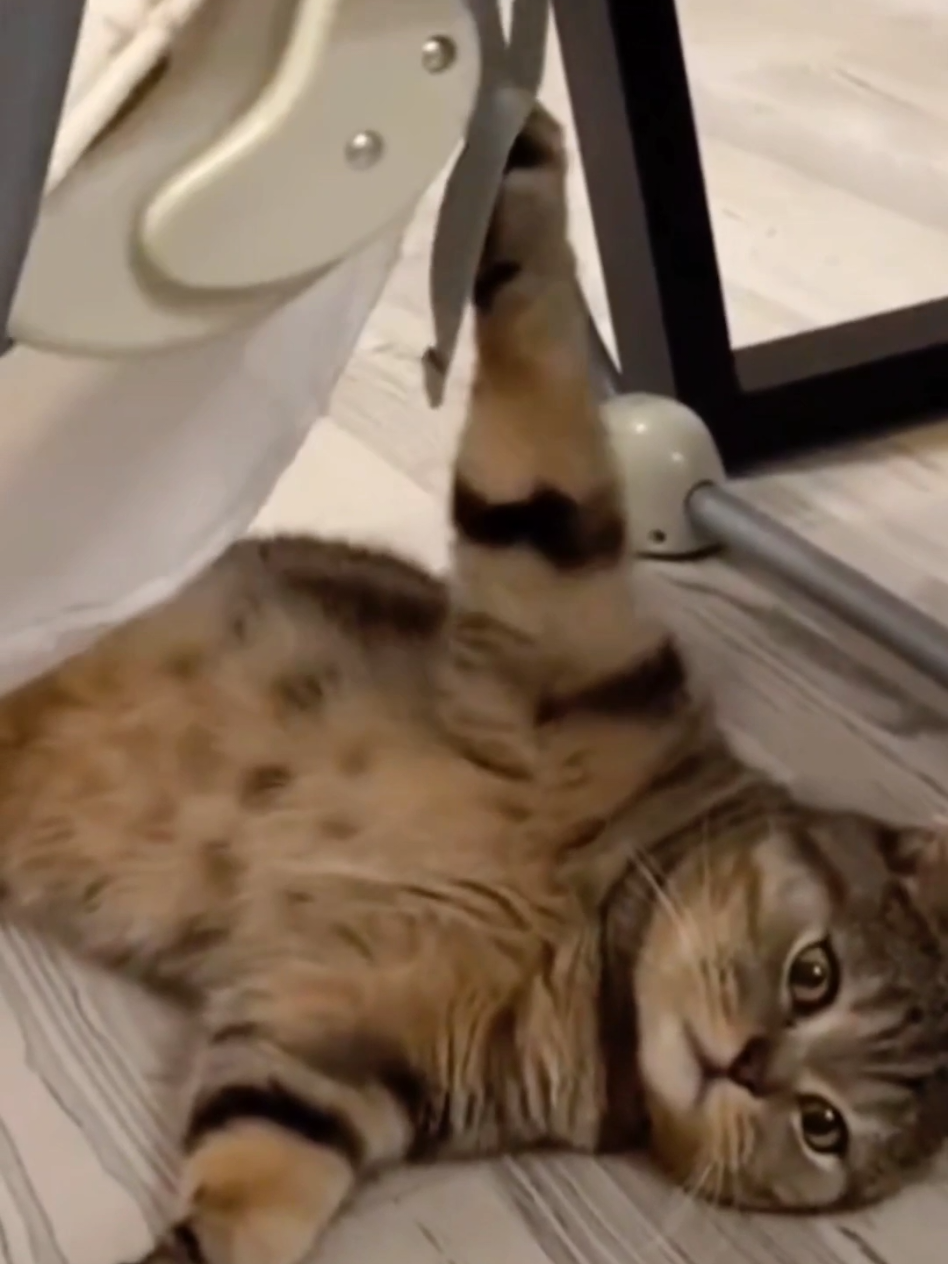 #cat #cute #catvideo #cutcat #funny #pet #funnyvideo #kitty #foryou  #keşfetbeniöneçıkar 