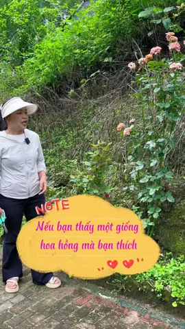 Cách để có 1 chậu hoa hồng giống của nhà hàng xóm 😅#chamsoccay #meotrongcay #trongcaytainha #trongcaysieude #fyp 