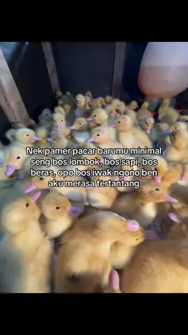 ben rodok ndredeg #duckyjayafarm #peternakmuda #bosmuda #bebekdaging #bebekhibrida #bebekpedaging 