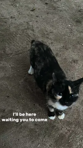 :(  #ifyoucouldseemecryininmyroom #arashbuana #raissaanggiani #sadsong #sadstory #kucing #fyp #masukfyp #masukberandamuu 