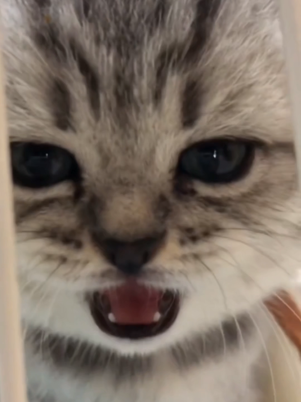 #funnycat #cutecat #foryoupage #cuteanimals #kitty 