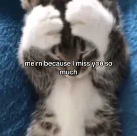 i miss you, come back #Love #cats #catsoftiktok #missyou #fyp 