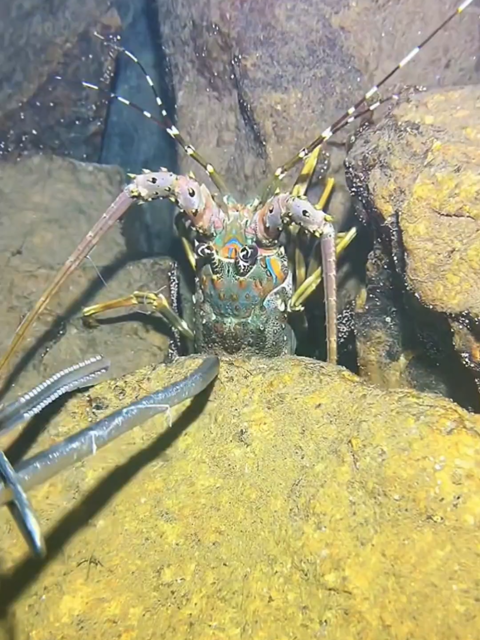 #diving #crab #catchthesea #seaside #seafood #fish #eel #lobster #seangsolofishing