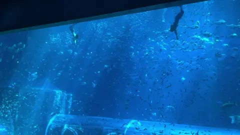 #viralvideo #