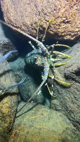 #diving #crab #catchthesea #seaside #seafood #fish #eel #lobster #seangsolofishing