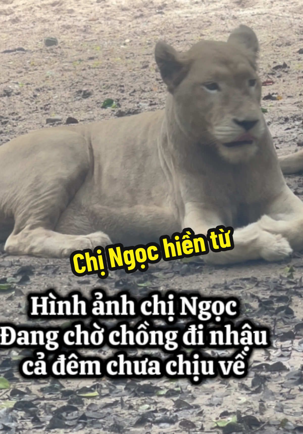 Này thì tay vịn he #xuhuongtiktok #virall #GreenCreator #vinpearlsafariphuquoc #Vinpearl #VinWonders #VinpearlGolf #vinpearlsafariphuquoc #dulich #safariphuquoc #fvp #xuhuong #WonderSummer2025 