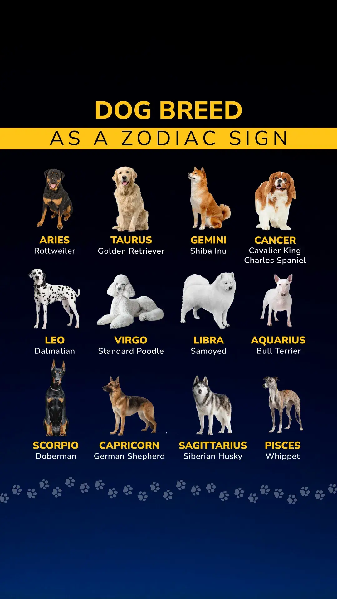 Think about it: just like astrology, the breed you choose (or are drawn to) reflects your personality, lifestyle, and even your deepest insecurities or aspirations. Are you a loyal Golden Retriever type or an aloof-yet-elegant Borzoi? Do you seek the chaos of a Jack Russell or the chill vibes of a Greyhound? Dog breeds are modern identity markers—just like horoscopes, but with more drool. ✨ What does your dog breed say about your true self? #PawChamp #DogBreed #DogBreedPersonality #DogAstrology #PetHoroscope #DogVibes #ZodiacDogs