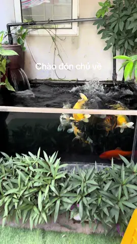Chào đón chủ về