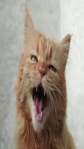 коты люблю котов #кот #котики #моргенштерн #morgenshtern #cat #якрутой 