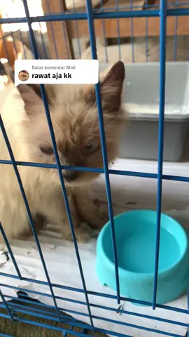 Membalas @Moli ini udah tak bawa pulang kak. dan dia kelaperan banget, gatau ngga makan berapa hari🥺 #fyp #fypage #masukberanda #kucingku #kucinglucu #kucingtiktok #himalayacat #kucinghimalaya #kucinggemoy 