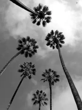 . #sb #palmtrees #g59 #runninthruthe7thwithmywoadies #fyp #scrim #rubydacherry #uicideboysmusic #pouya 