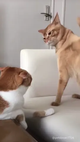 Skippity paps! Funny cat😂#cat #catsoftiktok #catlover #funny #funnyvideos #foryou #fypage #fypツ #funnycat #funnytiktok #cats#usa🇺🇸 
