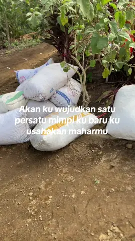Pesona petani kopi#petanimuda #jemekite #petaniindonesia🇮🇩🇮🇩🇮🇩🌿🌿 #tiktokviral #fppppppppppppppppppp 