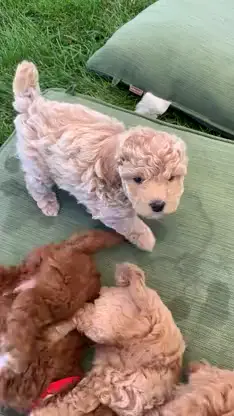 Free puppies for adoption,only rehoming fee needed,dm me if you are interested #puppy #poodles 