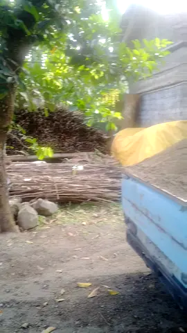Pasir galian porsi besar 300K saja untuk daerah pujer dan sekitarnya siap di readykan kapan saja #driverkonten #sopirtrukpunyacerita #viral  #drivermuda #drivermaterial 
