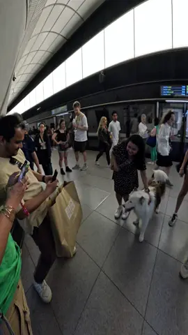 Interactions with my dog!!  #husky #viral #pets #fyp #dog #famous #violasnow #trains #fypp 