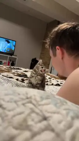 She was in fact, not scared @Hope 🤍 #catsoftiktok #kittensoftiktok #cat #kittens #kitten 