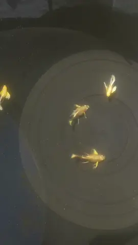 Full gold ribbon short 🪽 #guppy #ikan #ikanhias #guppyfish #viral #fyp 